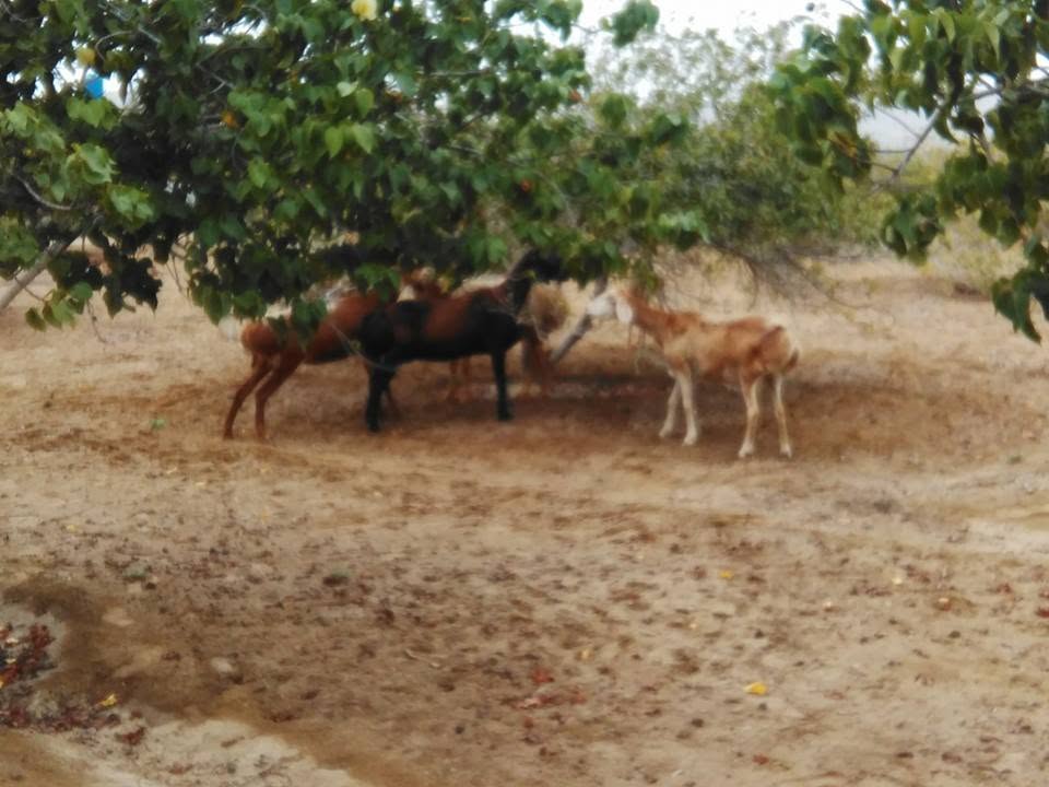Sherwani Farms gallery 7